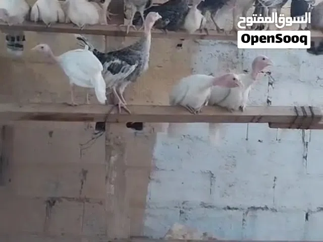 رومى الابيض والاسمر للبيع