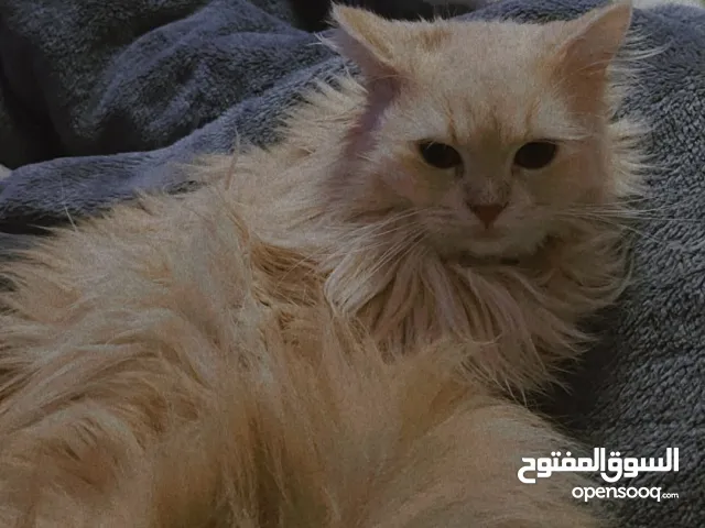 دكر  هيملايا