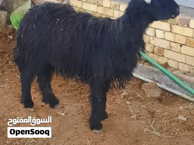 نعاج وراجين اقره الوصف