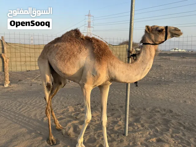 بكره حجه للبيع