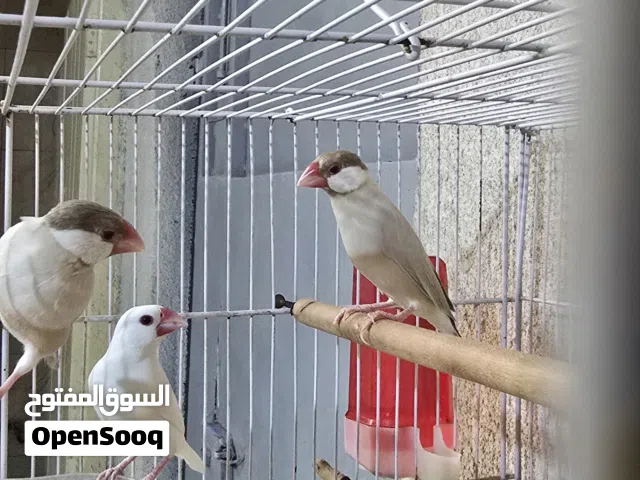 السلام عليكم اقره الوصف