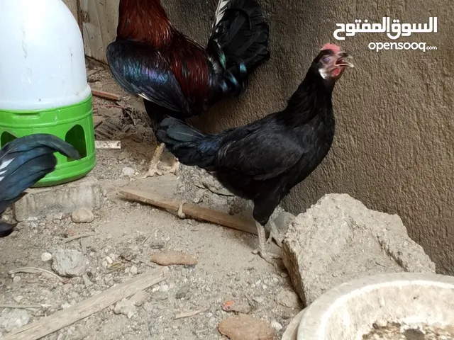 ديج و دجاجه اقرأ الوصف