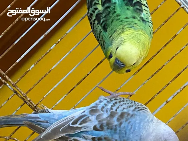 بقلينو للبيع مضمون مدحي من قبل ومفرخ نتقل للوصف