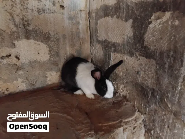 أرنب مالطي أنثى