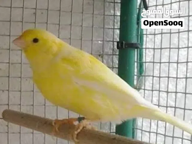 فحل كنار وتر سلاجر للبيع