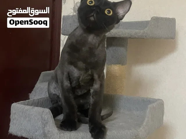قط ذكر وعمره سنة