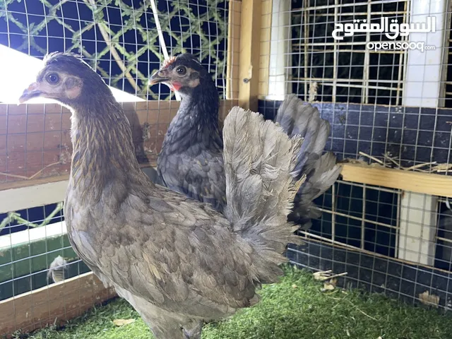 للبيع دجاج