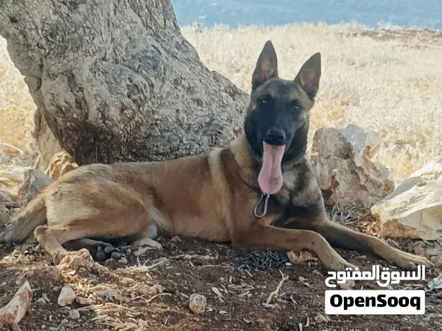 بلجم ملينو للبيع دم حامي انثيه  العمر 8 أشهر  ماخذت جمعي المطعوم