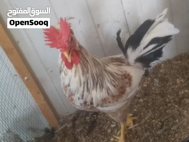 متوفر بيض كويتي افرگ نقي 100٪