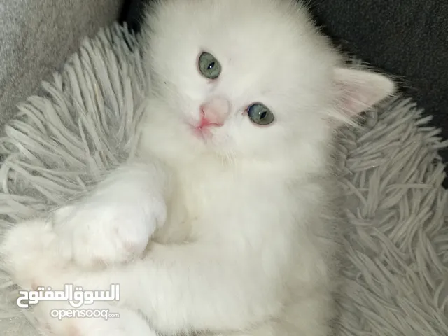 قطط بيض شيرازي بيور