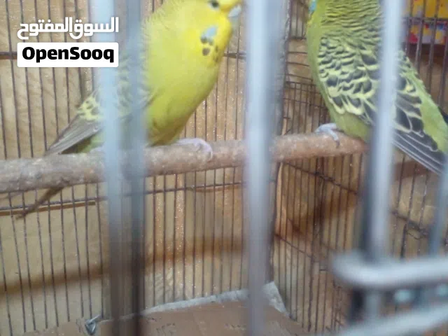 زوج طيور  حب انكليزي لون زيتوني خط اول ب100  وبيه مجال لشراي