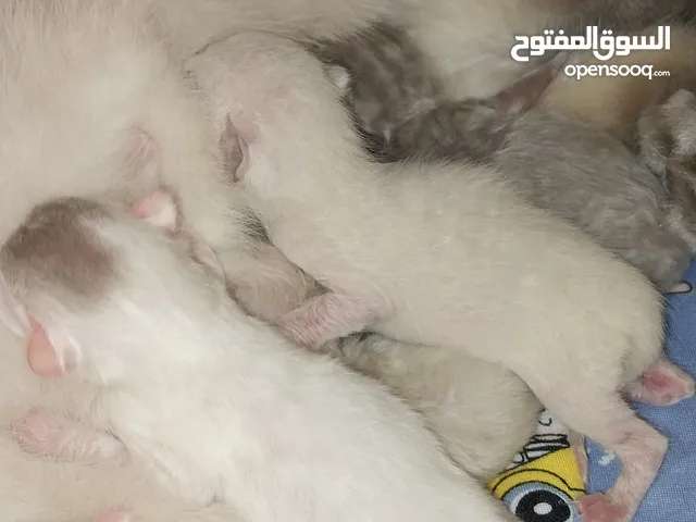 5 scottish fold kittens, colors:white, grey