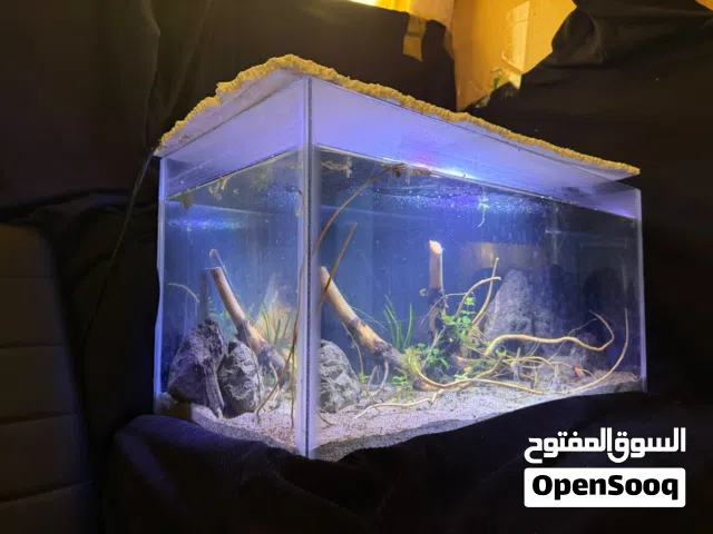 planted tank