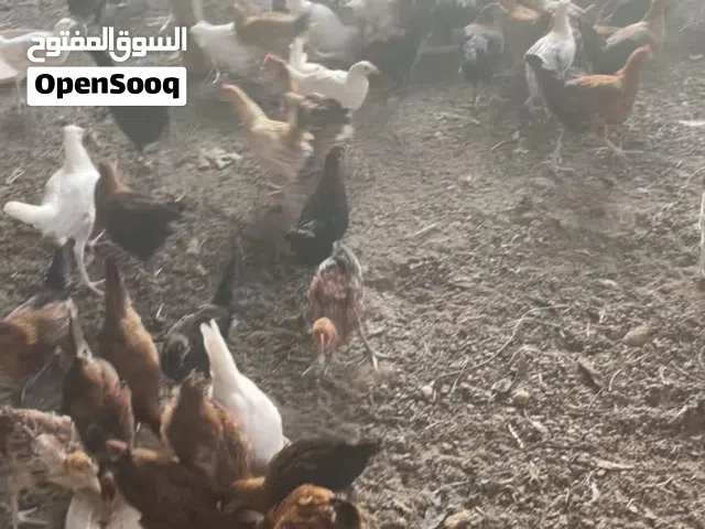 دجاج محلي العمر اكثر من 3 شهور ونص