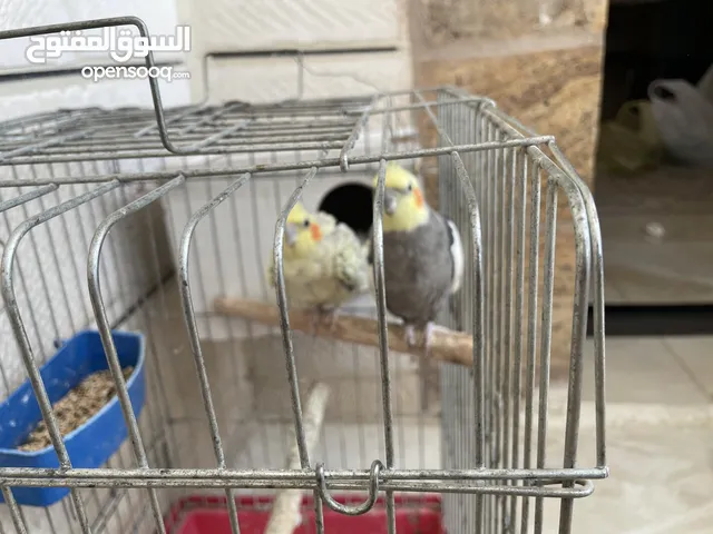 للبيع جوز كوكتيل منتج ميه بالميه بسعر 55 دينار مع قفص كاسكو كبير