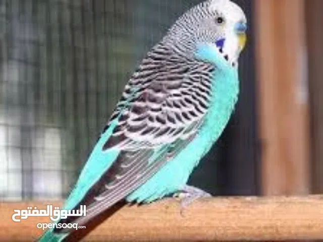 عصافير بادجي استرالي كبير  (تصفيات)