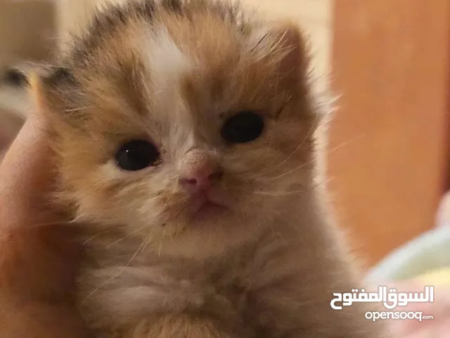 قط شيرازيلتبني عمرها شهر ونص