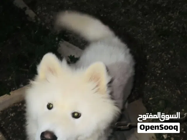 سامويد بيور العمر 8 شهور