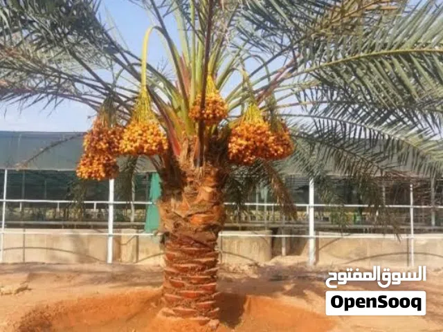 أشجار نخيل مثمره نوع مجهول