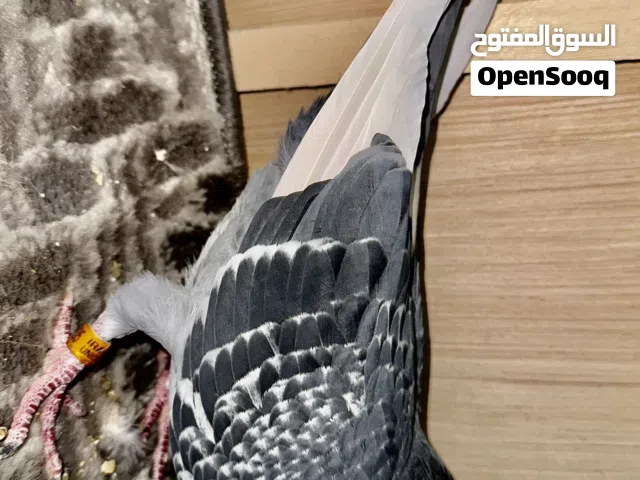 فحل زاجل بي شهادة نسب طير جانسن سوبر ايس