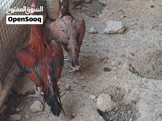 دجاج باكستاني