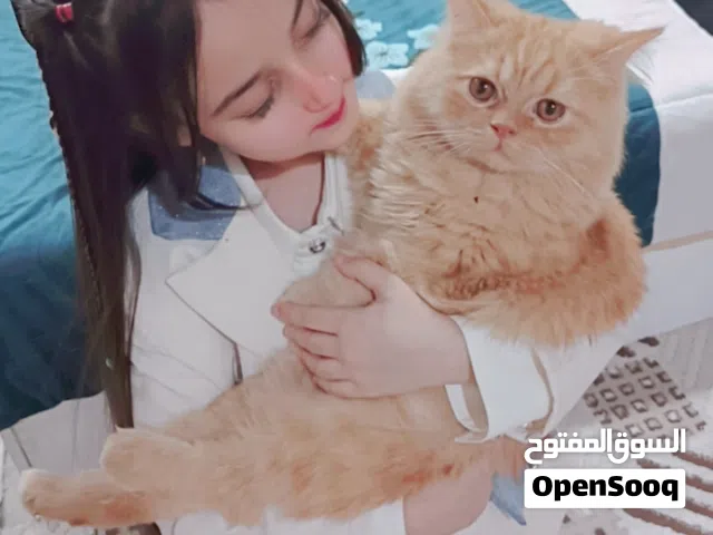 اسكوتش لتبني