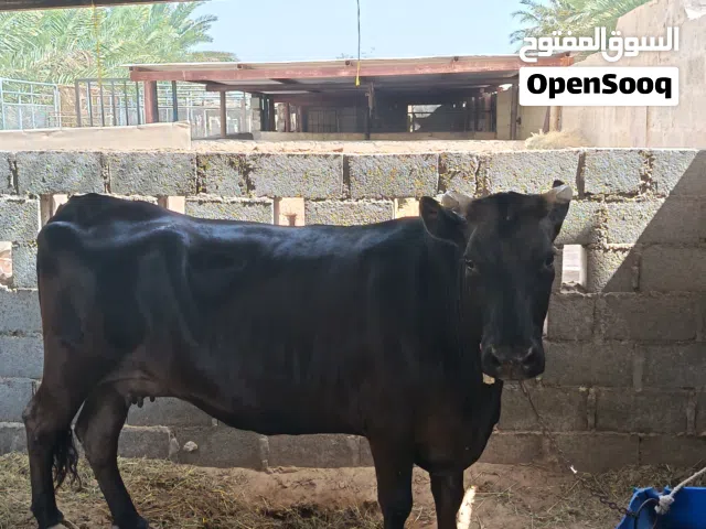 بقرة جيرسية