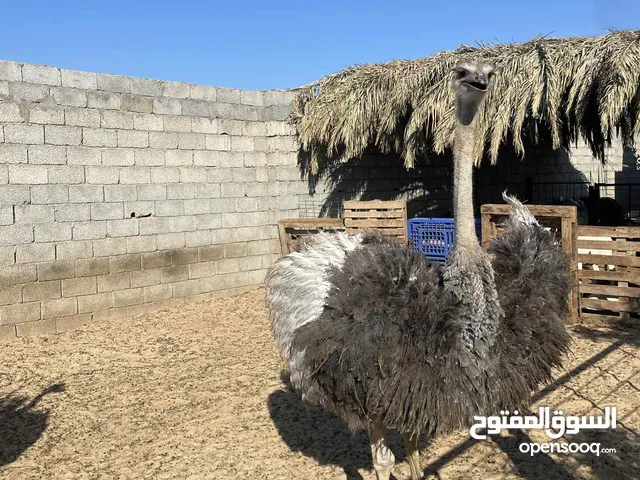 نعام (ذكر:انثى)