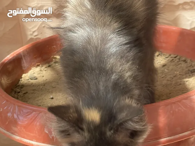 قط ذكر للبيع