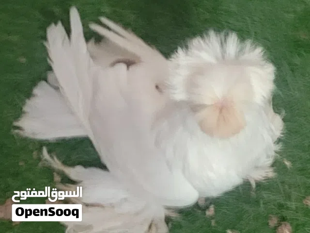 كوبيه بخاره