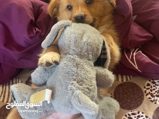 البيع بسعر بسيط