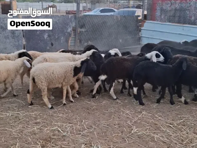 مجموعة جعد للبيع اقرأ الوصف قبل التواصل