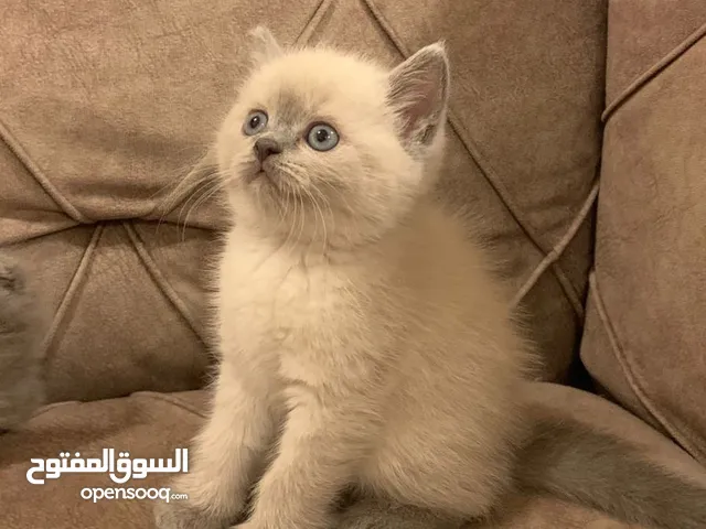 قطط كتن للبيع