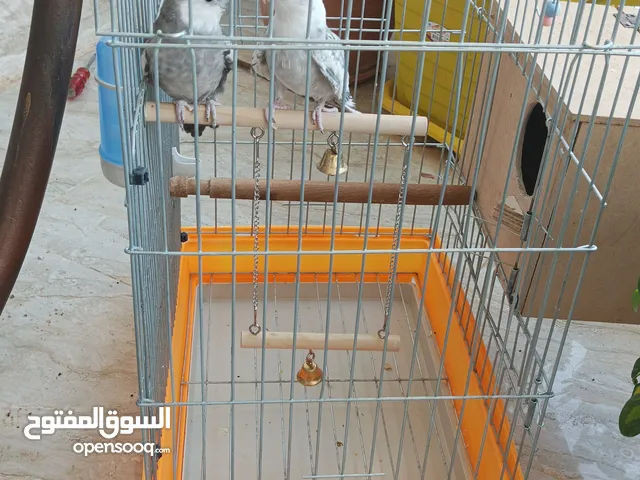 جوز كوكتيل وايت فيس للبيع او للبدل على جوز لاتينو