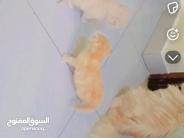 قطط العمر 25 يوم