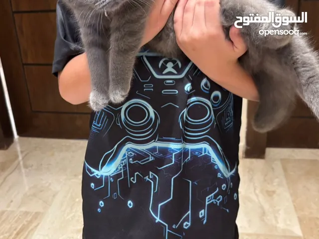 قطه بريتيش شورت هير