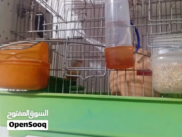 عصفير زبرا كوبي
