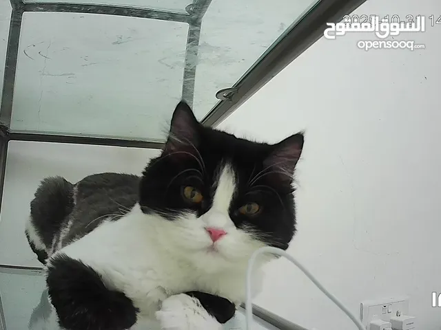 قط ذكر نوعة شيرازي مون فيس