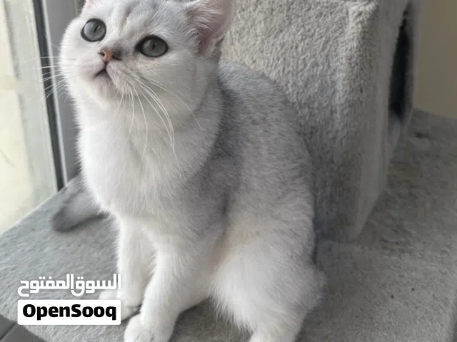 انثى سكوتش ستريت NS11 مستوى عالي