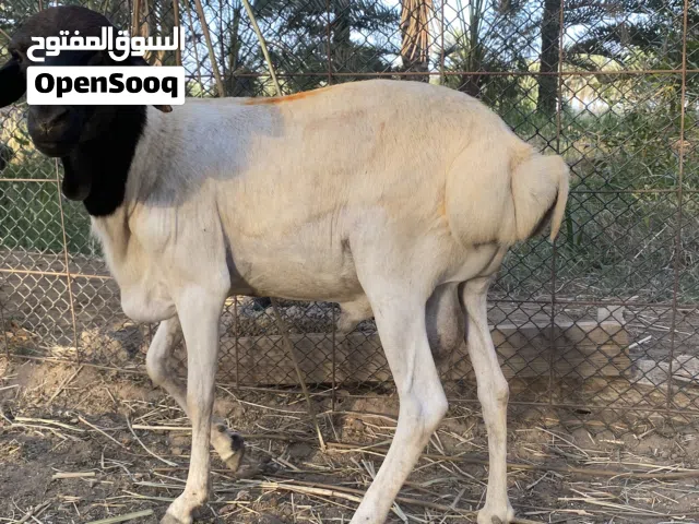 البيع صومالي مطعوم