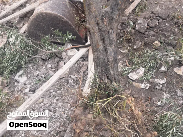 زيتونات عدد 4