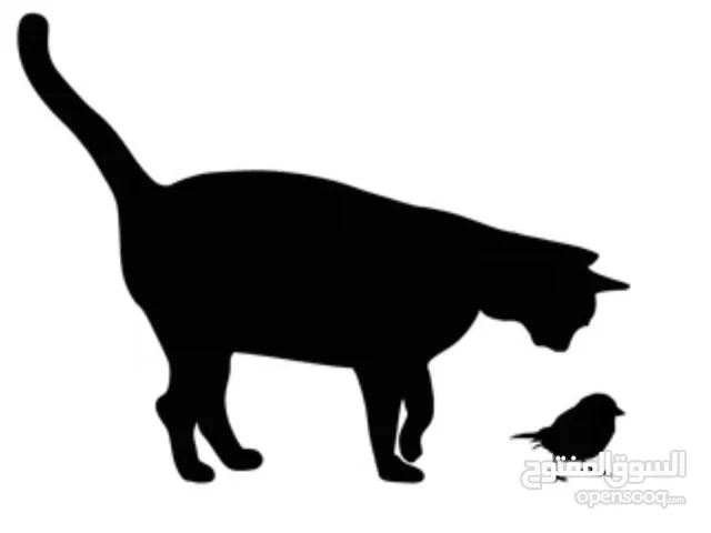 مطلوب ثعلب وغزال ذكر أو أنثى