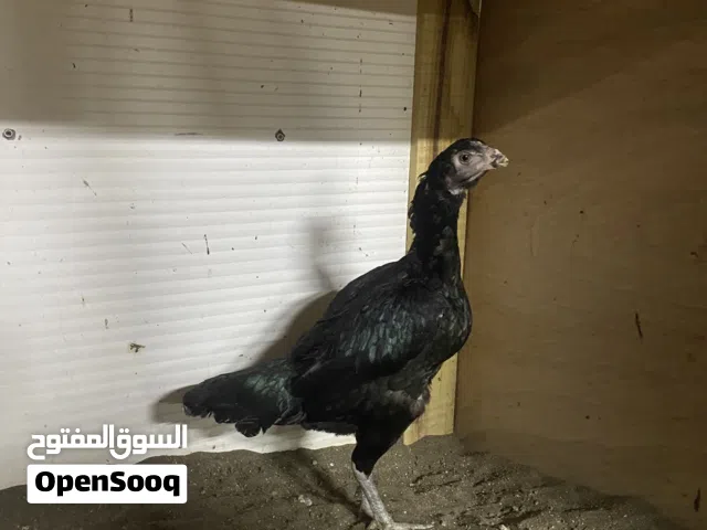 دجاجة للبيع