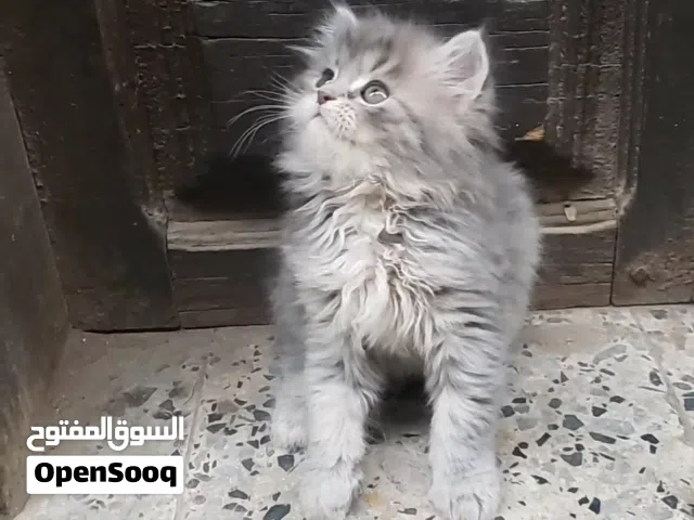 حيوانات للبي..
