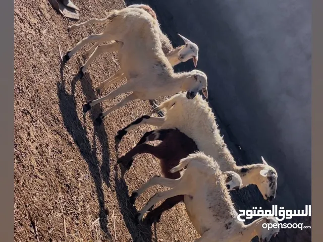 جعد للبيع رقم تواصل ف وصف