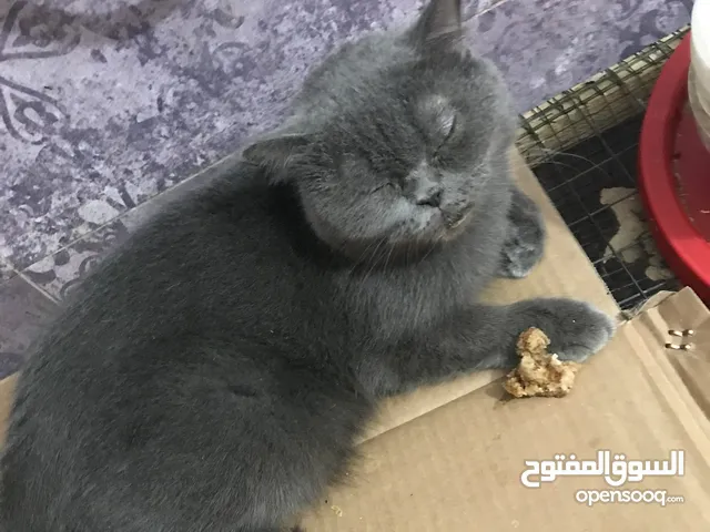قطه انثى نوع برتش للتبني