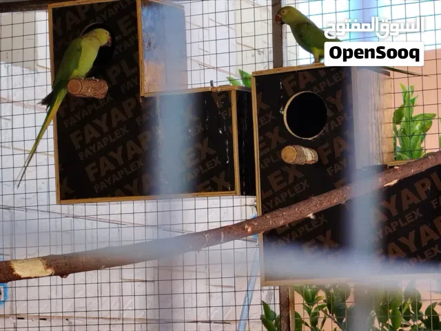 أزواج ببغاء الدره