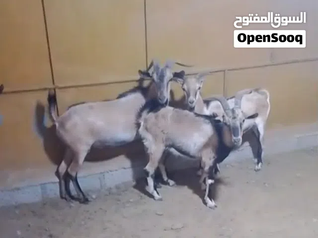 نوع الحلال: تيوسه مهجنه على وعل نوبي