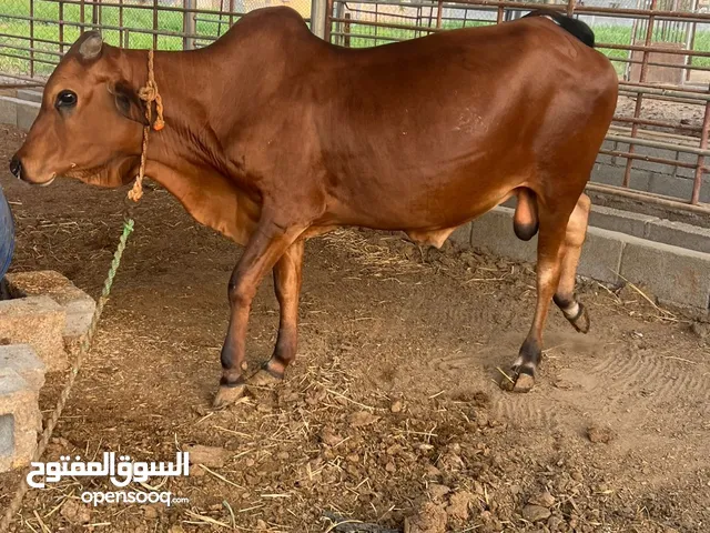 ثيران طعايم طعام نظيف
