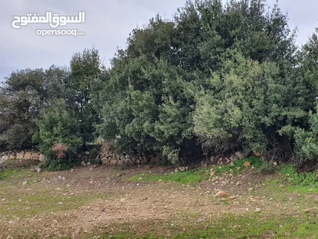 زي 1600 م منطقة حرجيه
